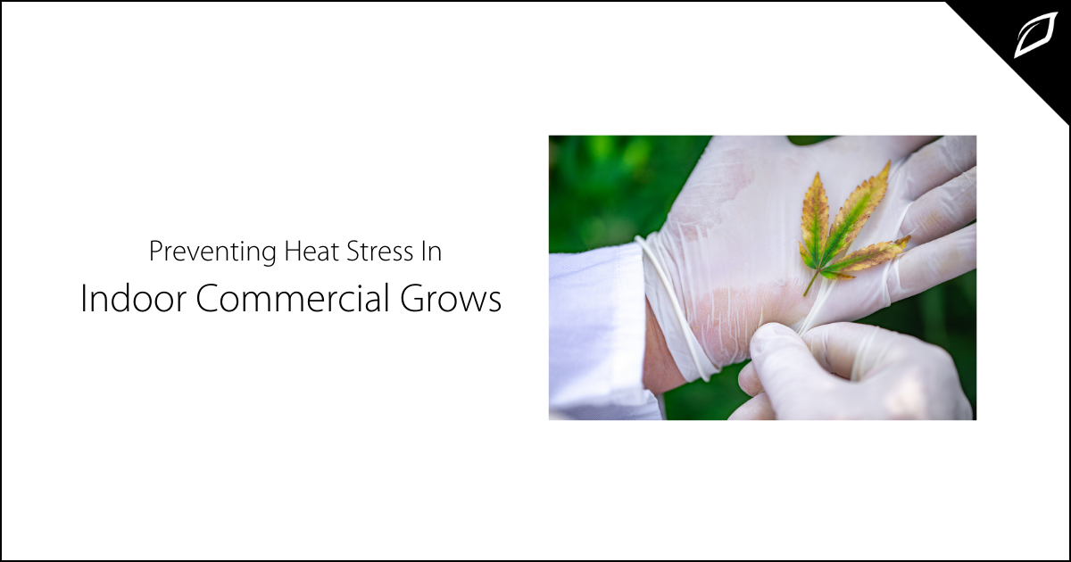Preventing Heat Stress In Indoor Commercial Grows | Growlink