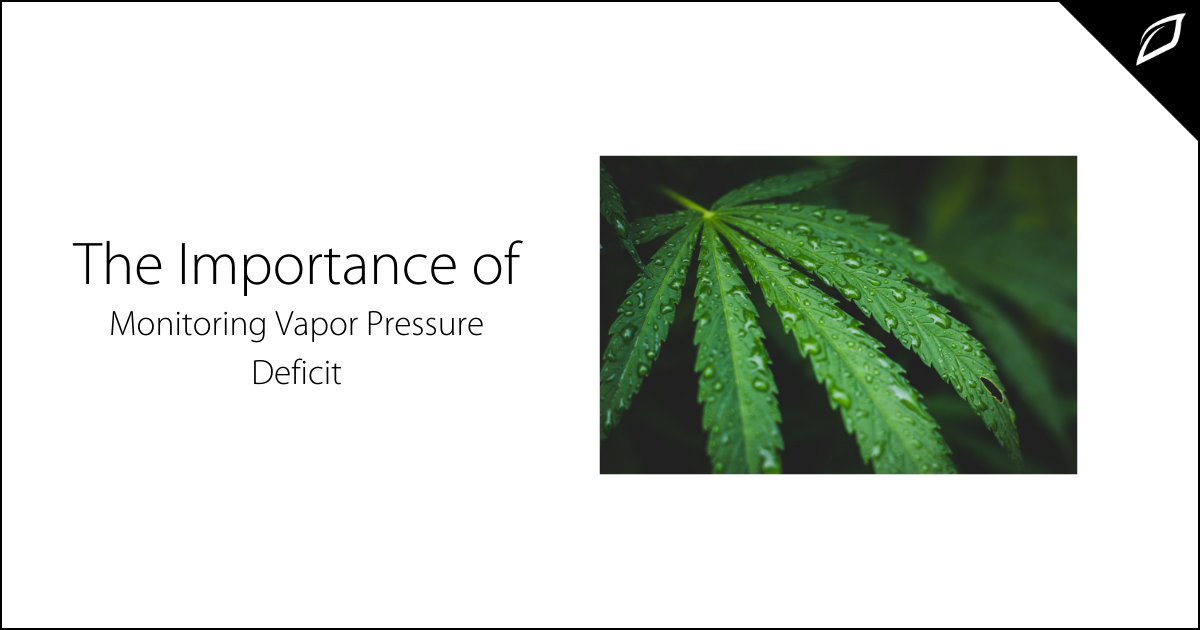 What Is Vapor Pressure Deficit &amp; Why You Should Monitor It | Growlink