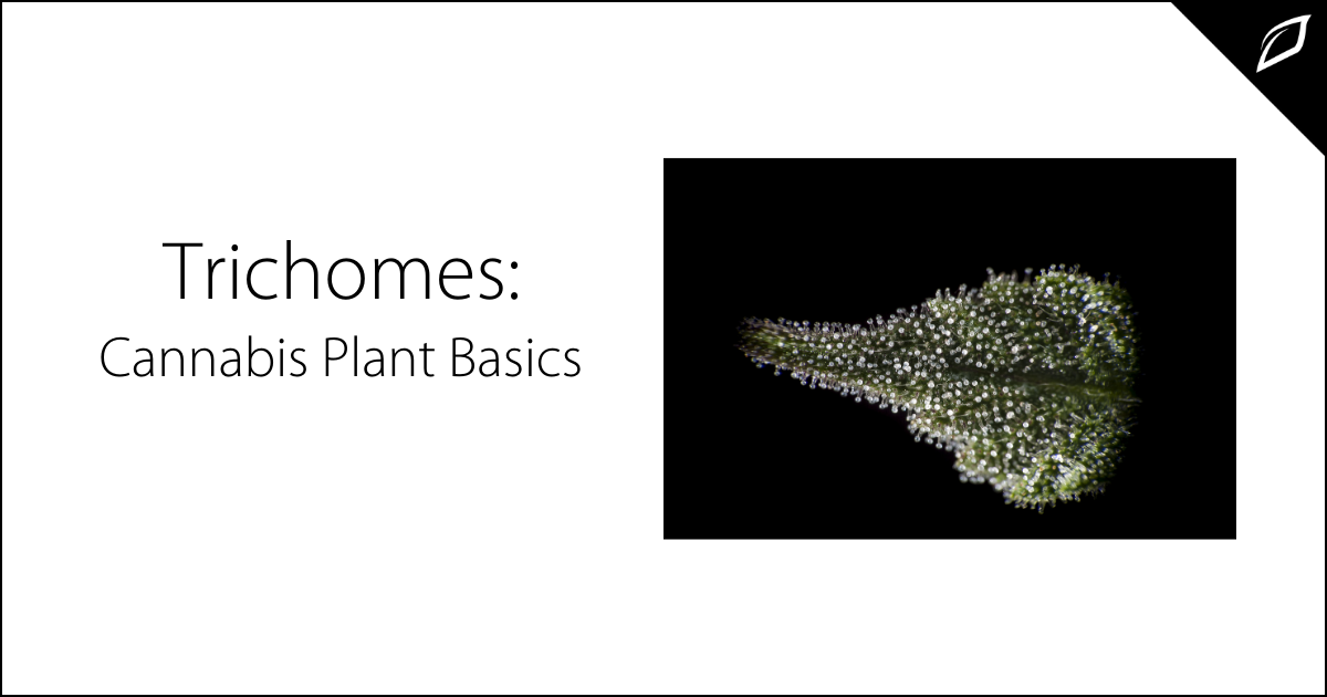 Trichomes: Cannabis Plant Basics