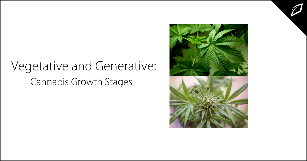 Vegetative and Generative: Cannabis Growth Stages