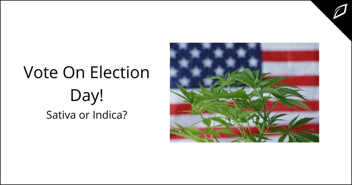 Vote On Election Day! Sativa or Indica?