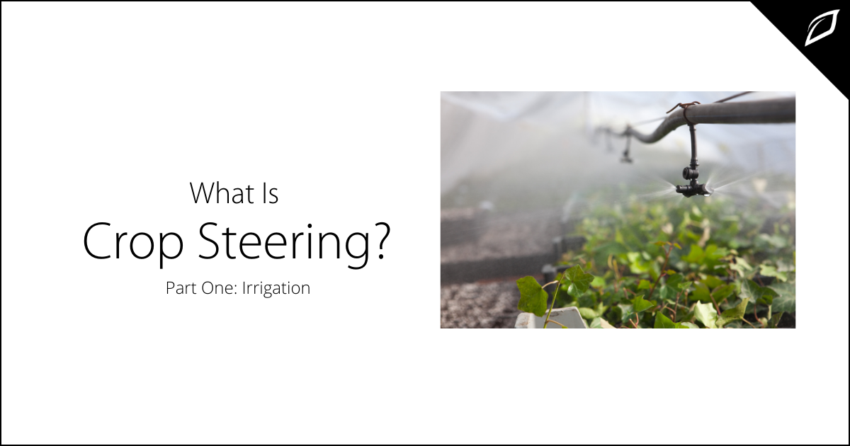 What Is Crop Steering? Part One: Irrigation