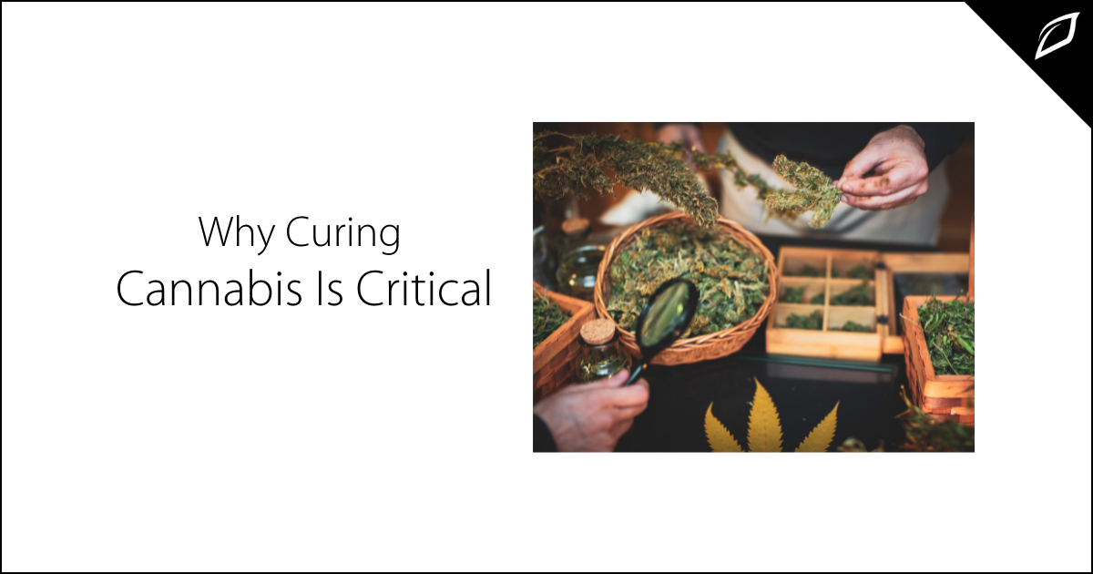 Why Curing Cannabis Is Critical