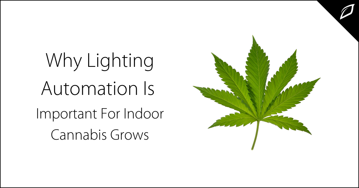 Why Lighting Automation Is Important For Indoor Cannabis Grows | Growlink