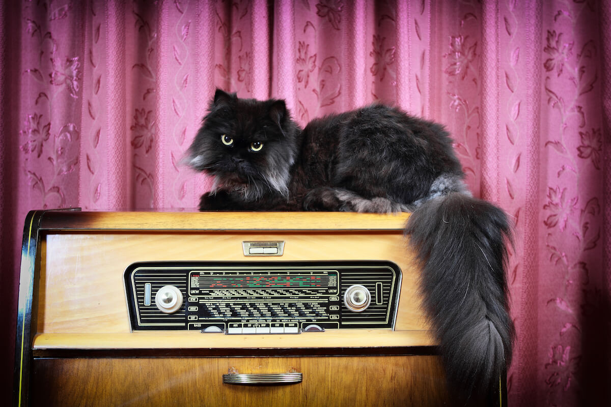 Feliway- musica y gatos