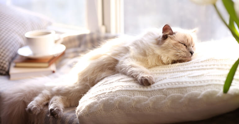 Körpertemperatur Katze: So fühlt sie sich wohl