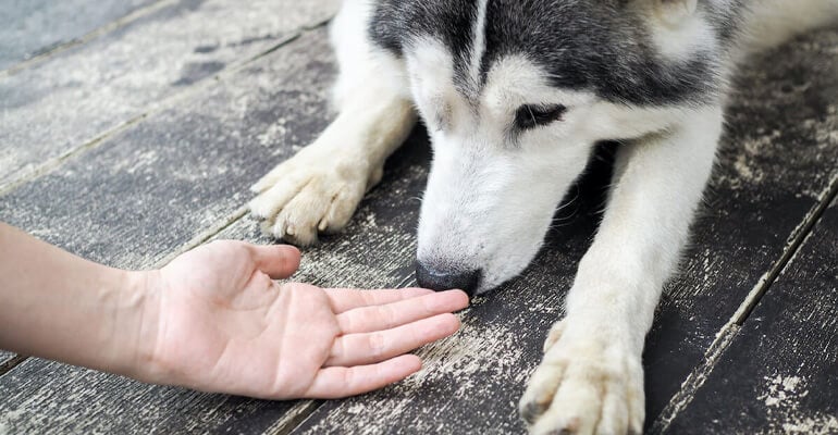 Hunde beschäftigen - Nase und Pfoten gleich wichtig