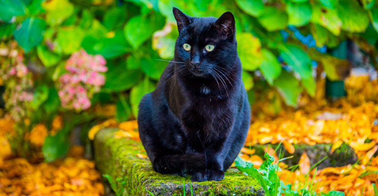 Schwarze Katze mit grünen Augen