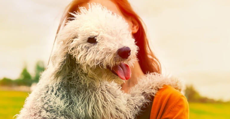 Hunderassen für Allergiker Bedlington Terrier