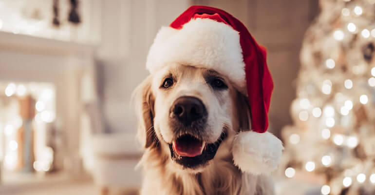 Hund entspannen | Tipps für die (un)besinnliche Weihnachtszeit