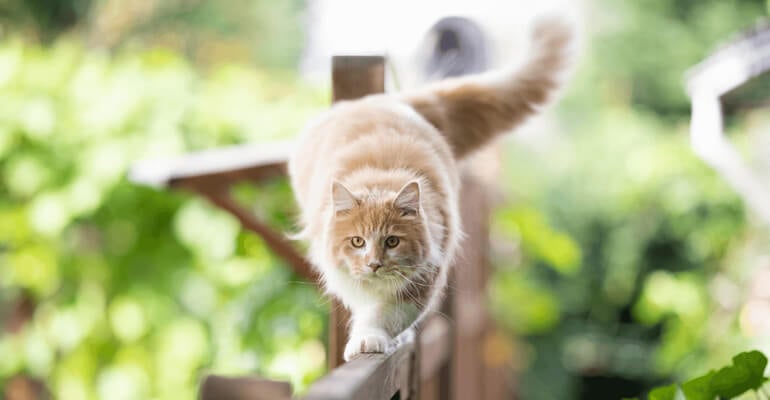 Katzenschwanz: wichtig für die Balance
