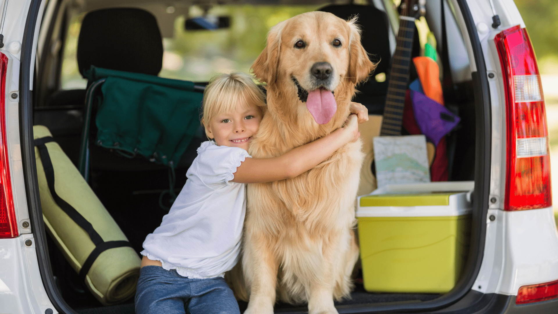 dog in back of car