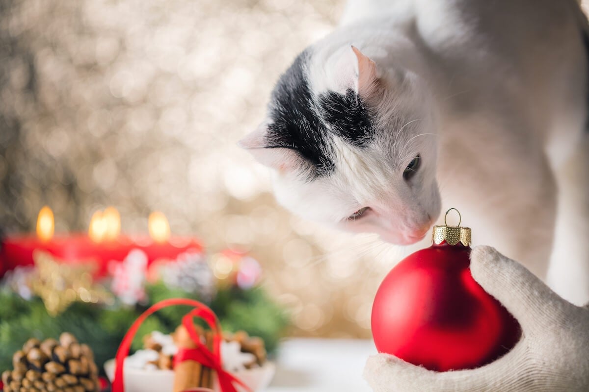 3. Feliway_Los mejores regalos de Navidad para tu gato 2