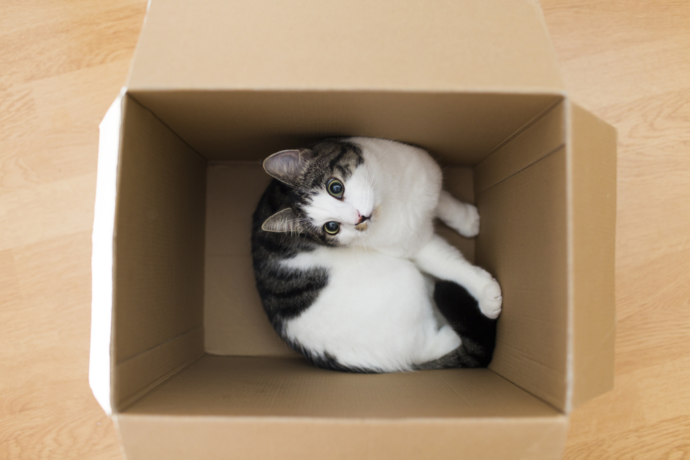 4. FELIWAY gatos y las cajas de cartón 3