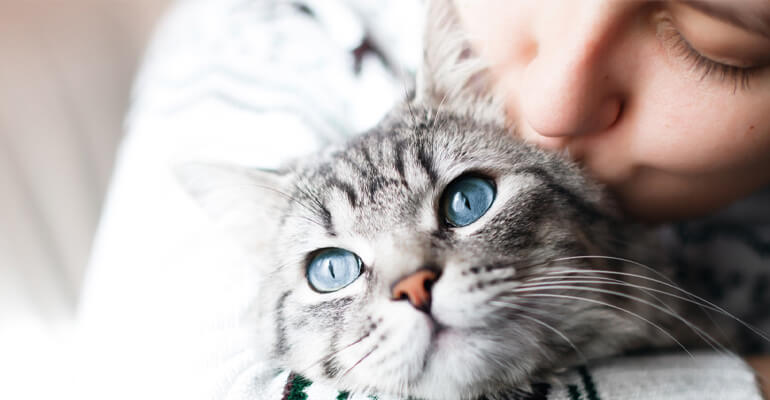 Katze mit blauen Augen im Arm