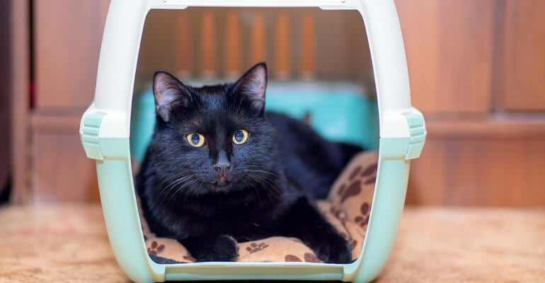 Umzug mit Katzen: Transportbox