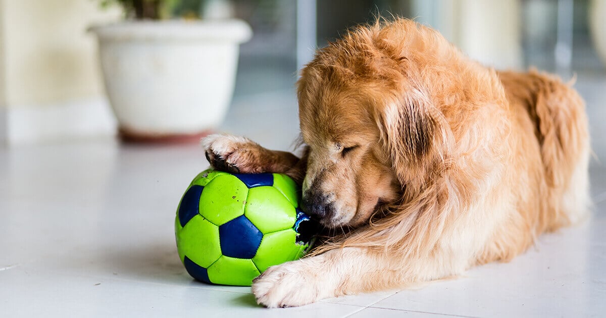 Alter Hund mit Ball
