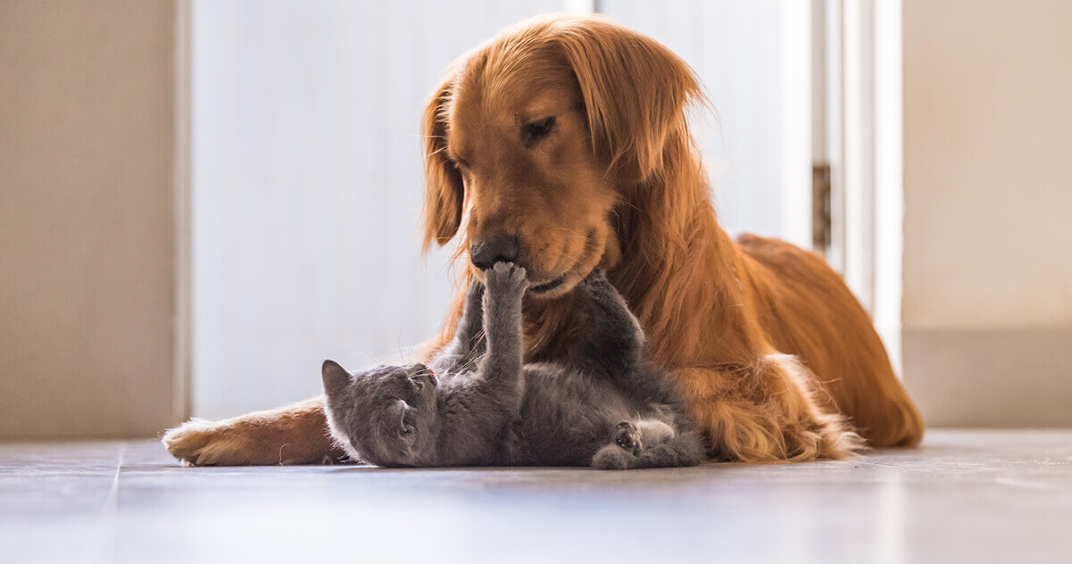 Hund und Katzen spielen