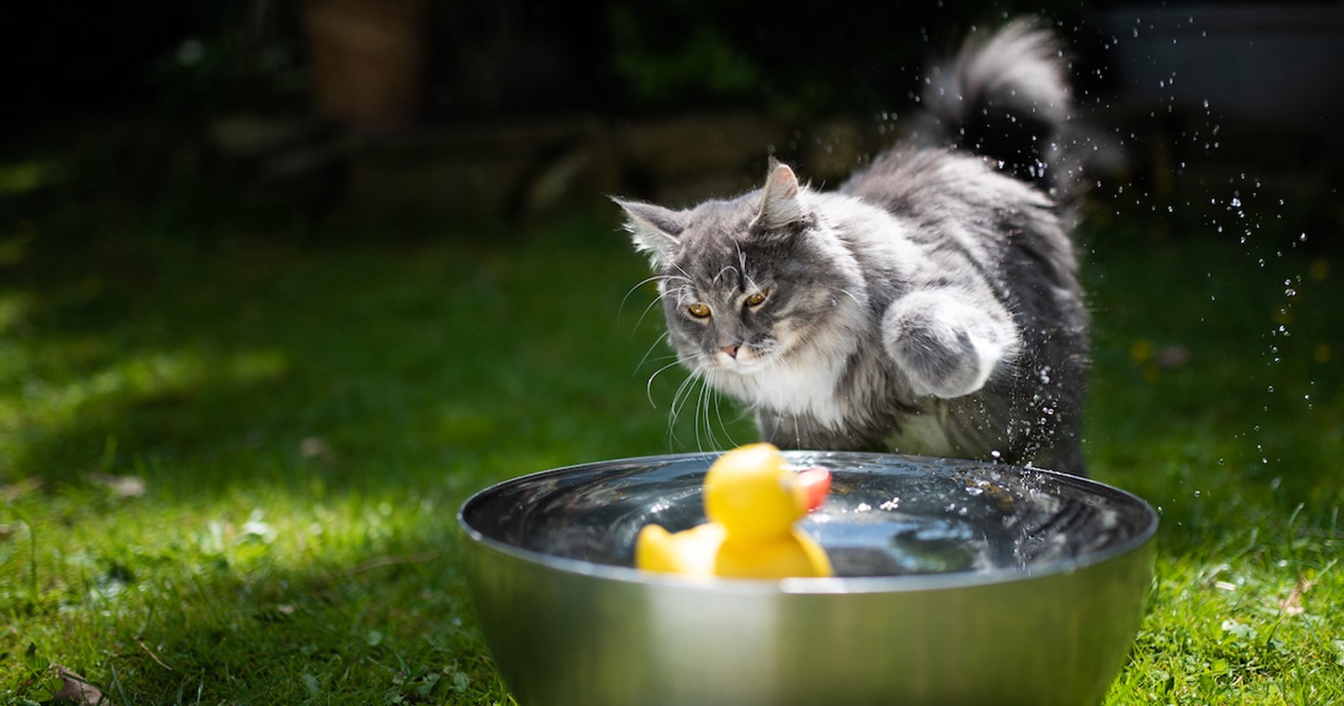 Katze spielt mit dem Wasser und einer Spielzeugente