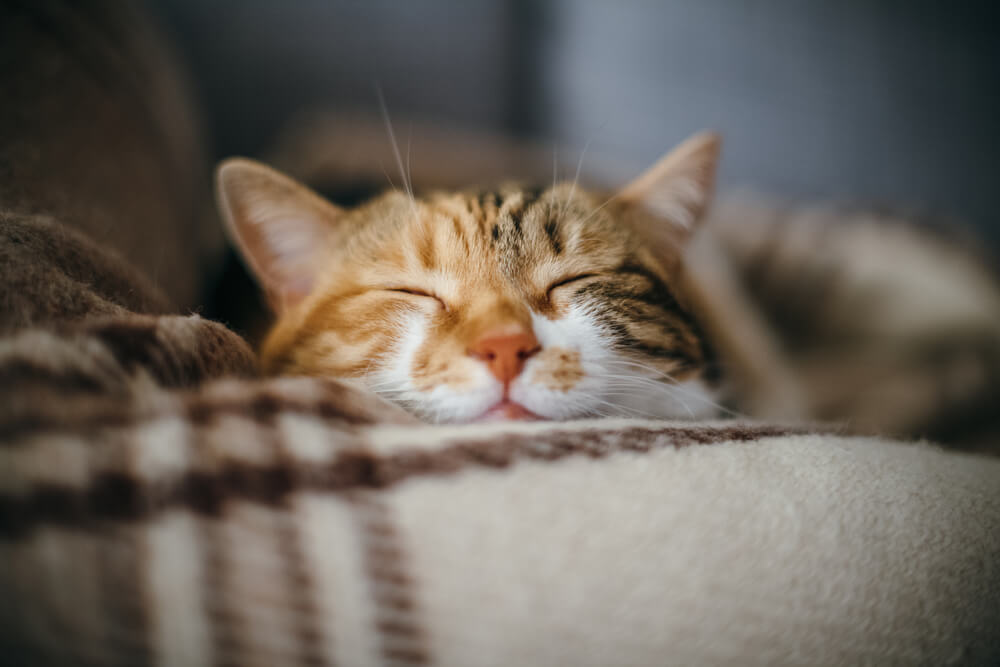 Kopf von Katze am Sofa angelehnt mit geschlossenen Augen