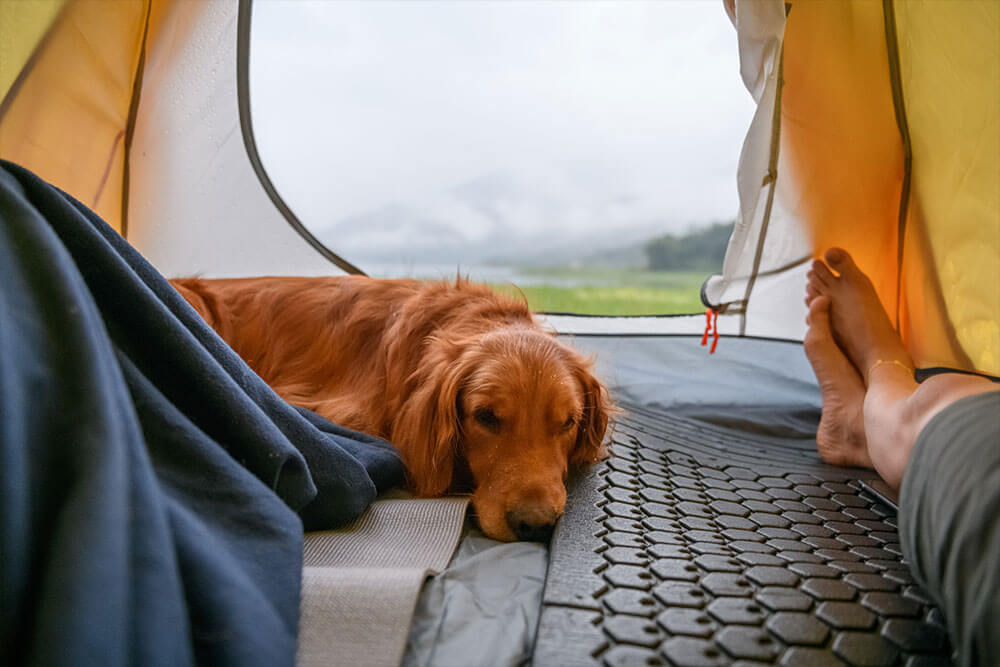 Campen mit Hund im Zelt