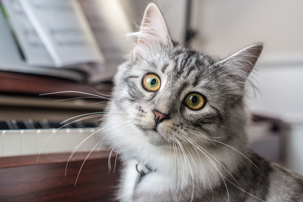 Grey cat sat next a piano