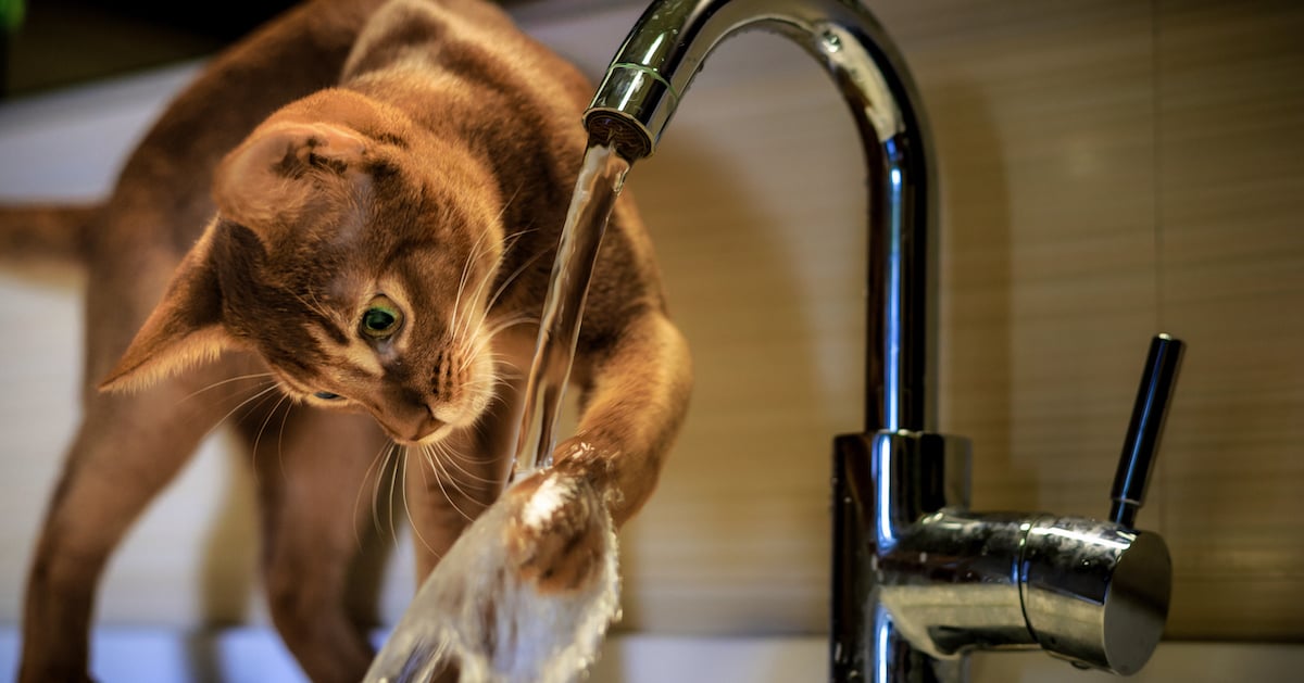 FELIWAY Porque a tu gato no le gusta el agua 2