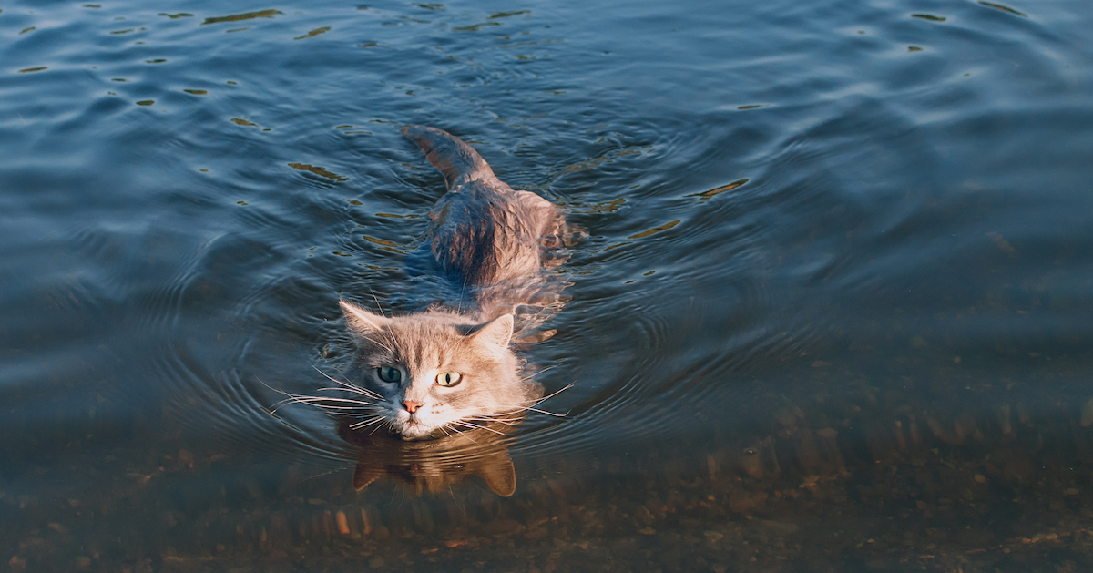 FELIWAY Porque a tu gato no le gusta el agua 4