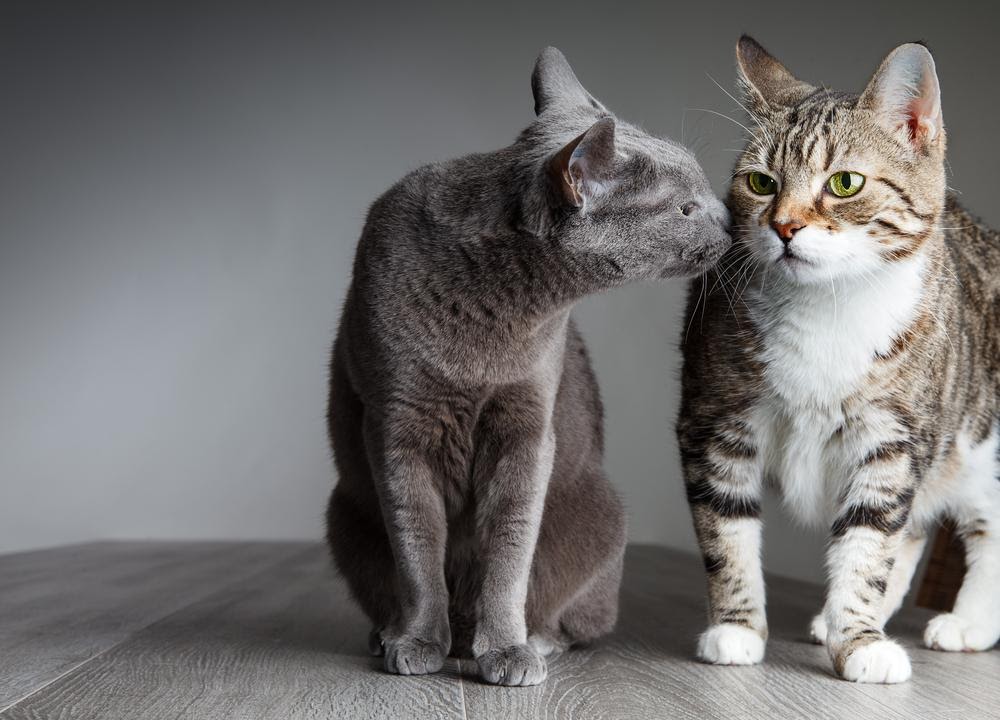 grey cat sniffing a brown tabby cat