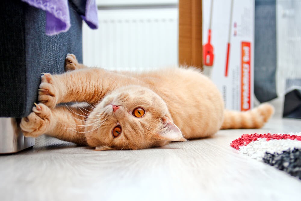 ginger cat scratching sofa