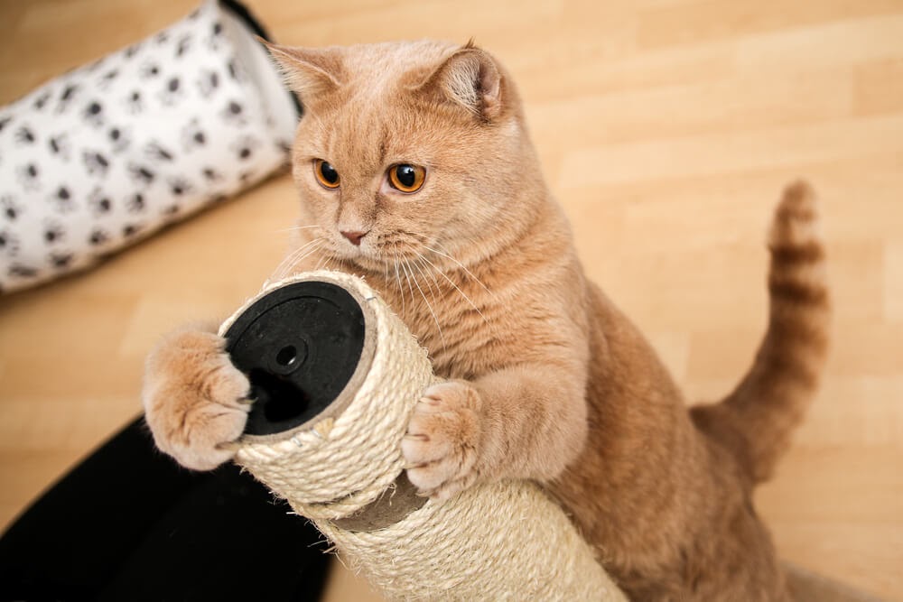 cat playing with scratching post