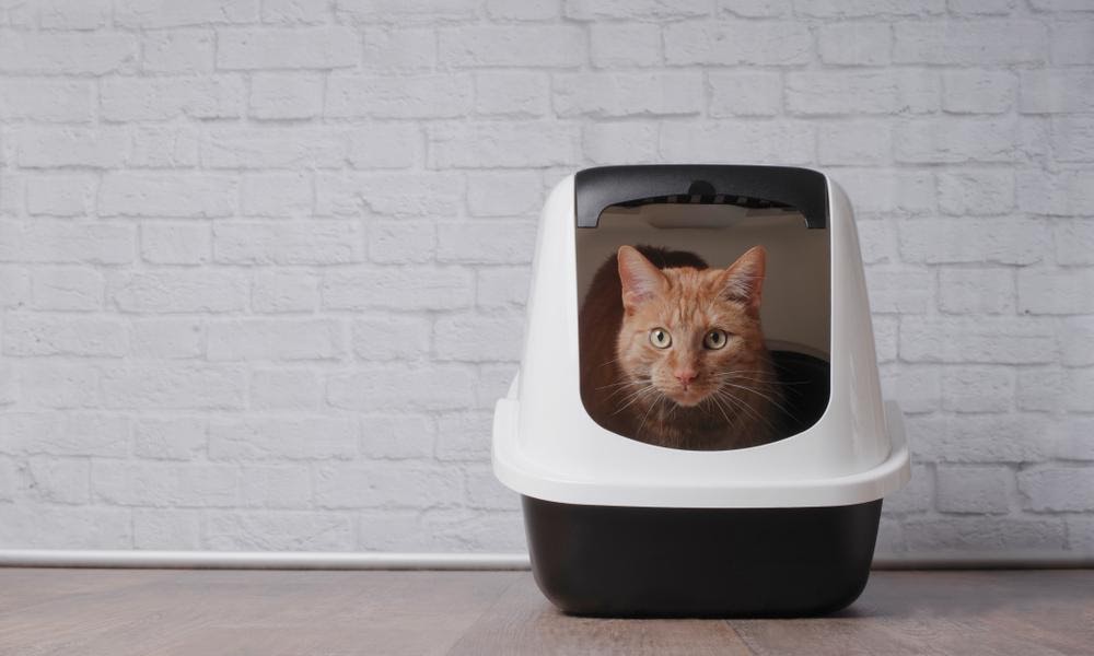 Ginger cat in a litter box