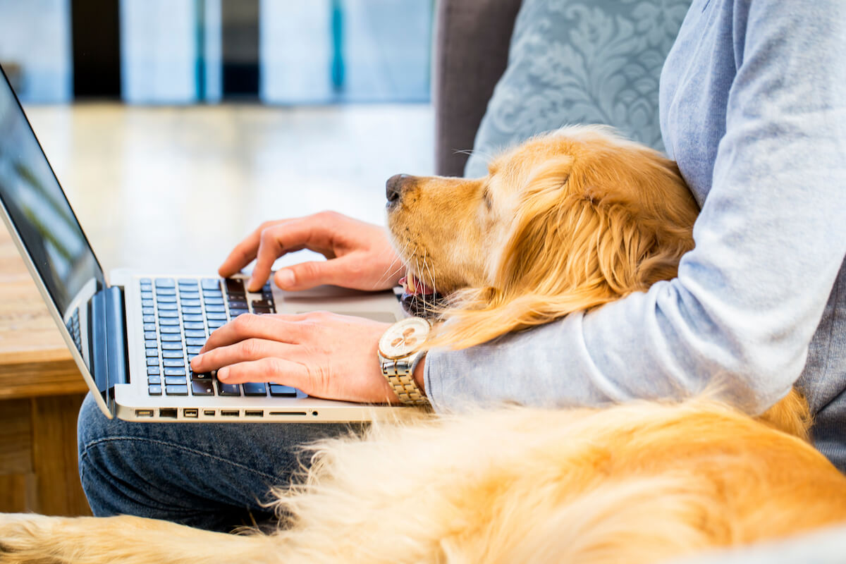 retriever sat on lap with owners laptop