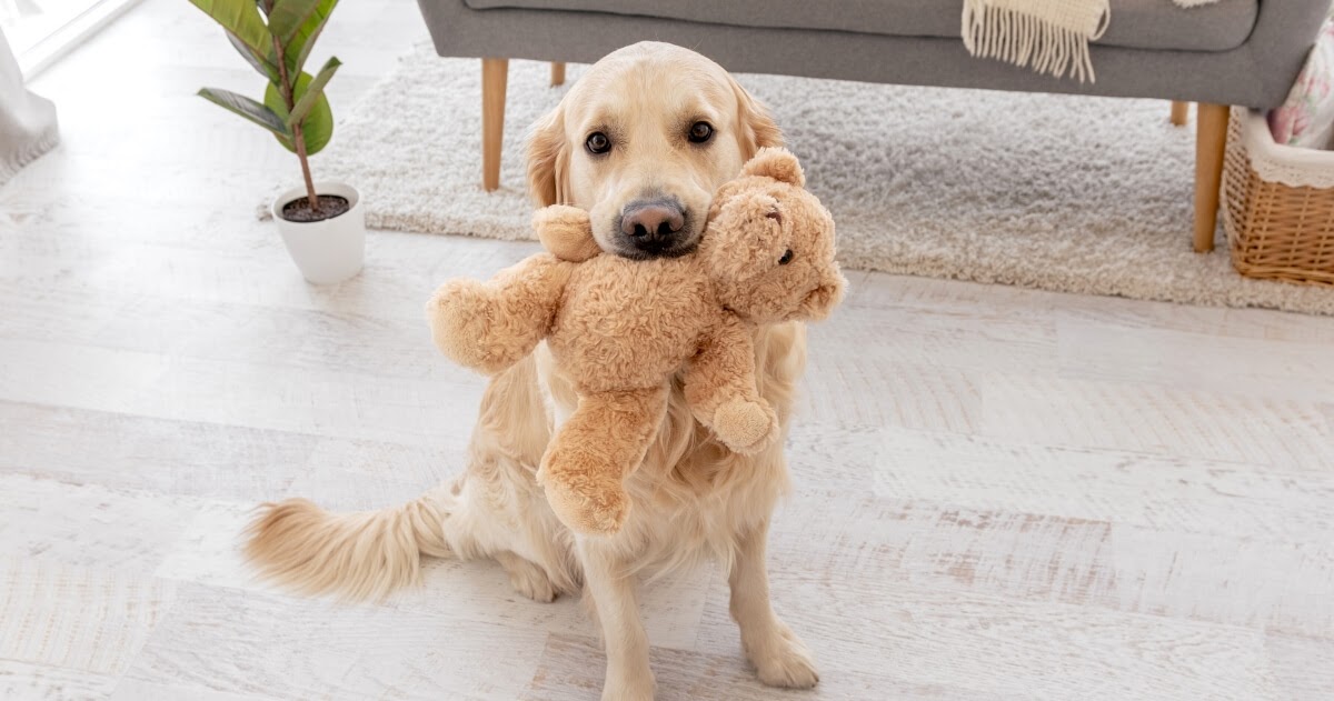 cute dog holding a teddy in his mouth
