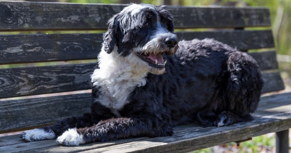 cute portuguese water dog sitting on bench