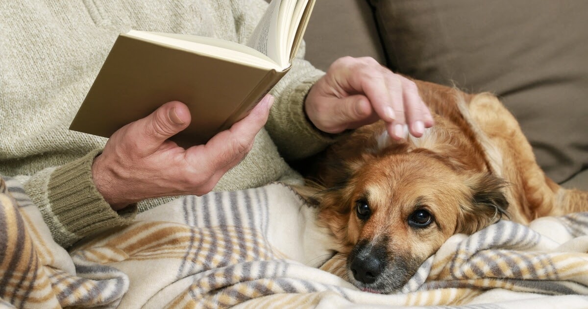 dog relaxing on owners lap on blanket