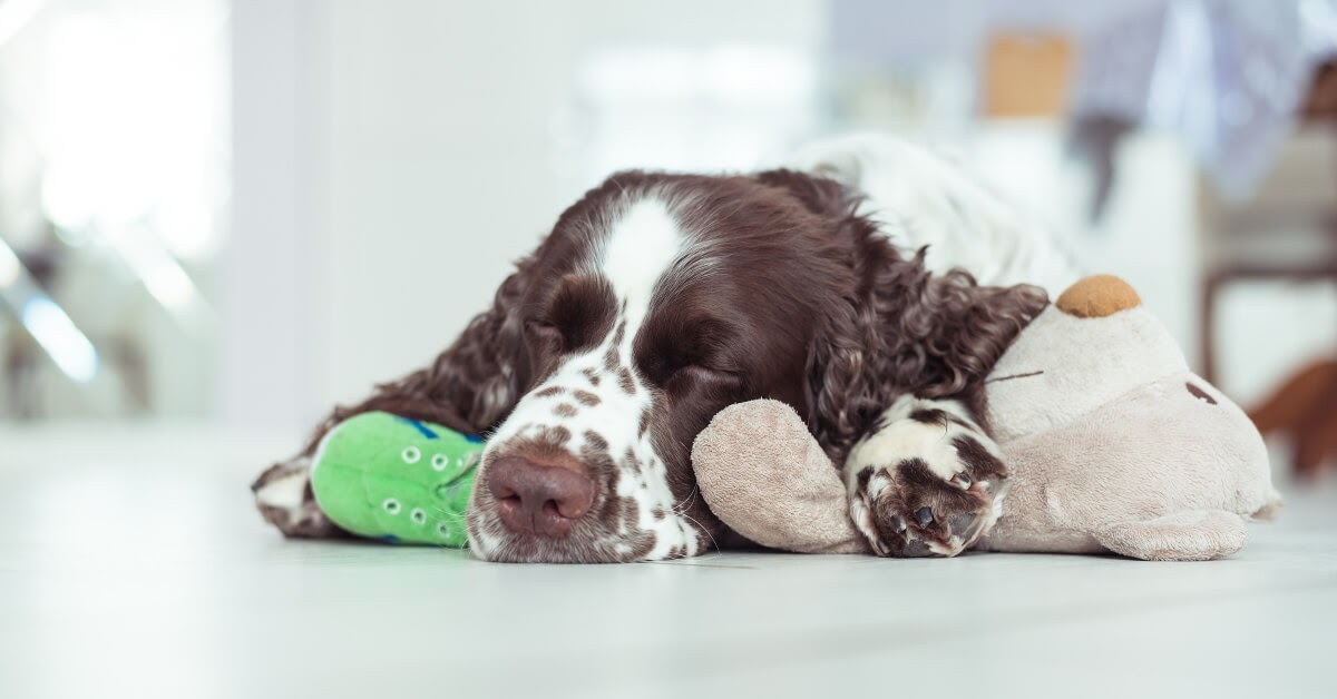 spaniel dog asleep with toys