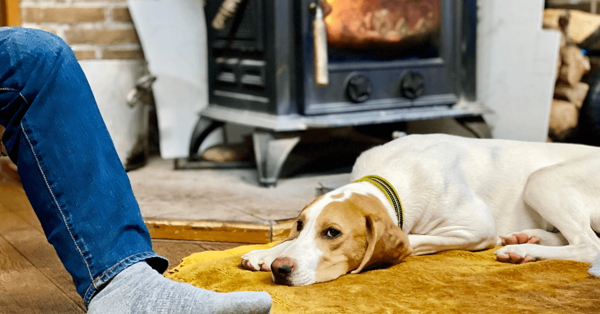 dog snoozing on rug beside the fire