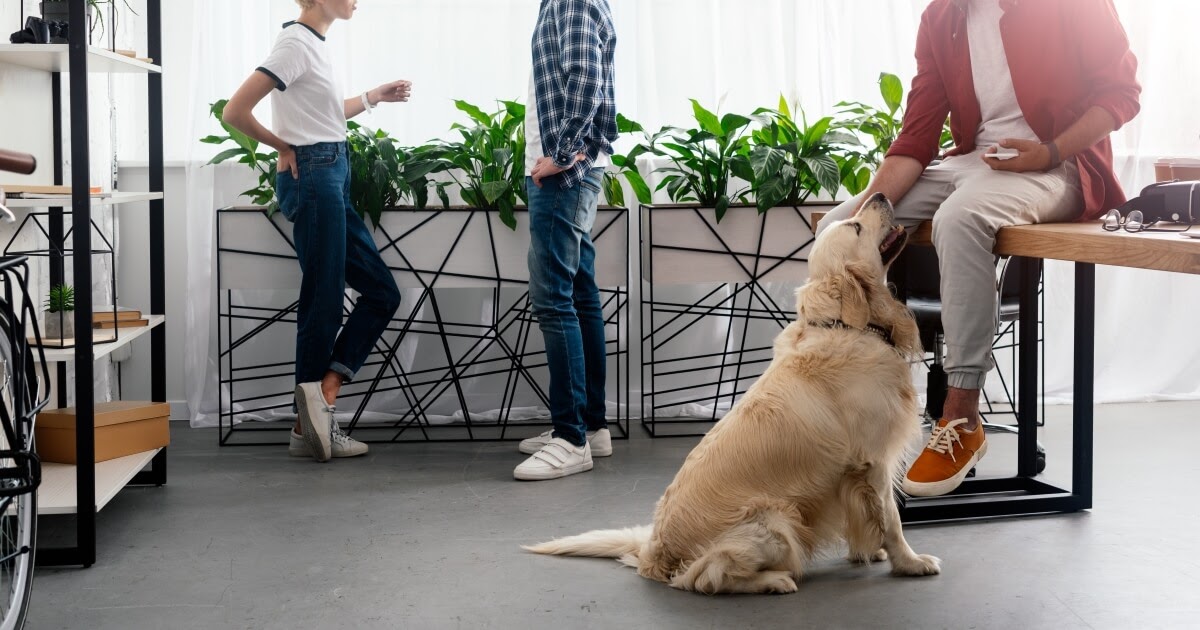 taking a dog to work