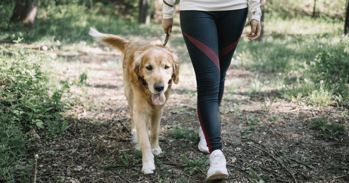 dog enjoying a walk in woods