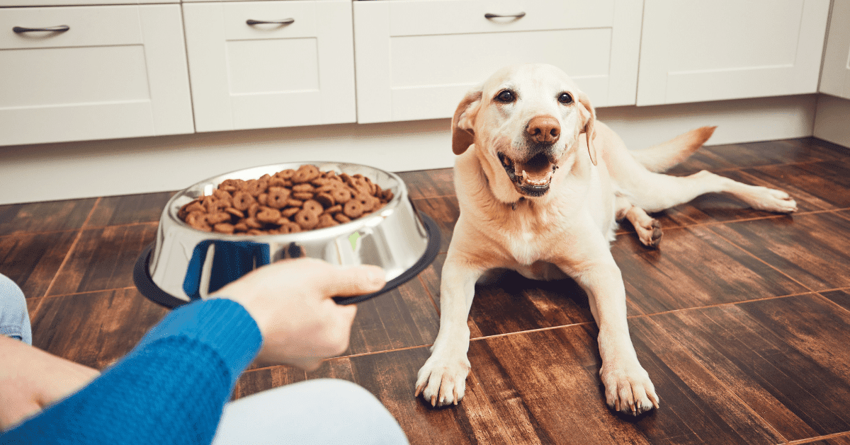 dog with food bowl