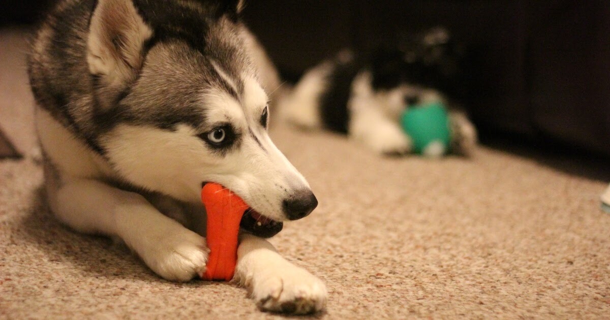 dogs love squeaky toys