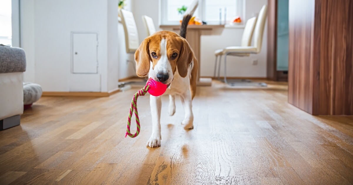 dog with rope toy