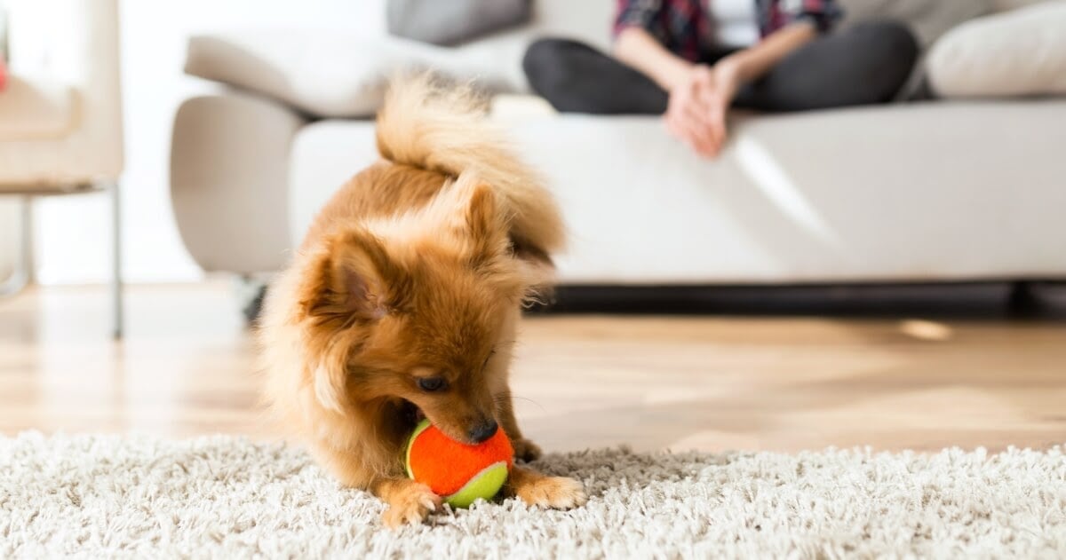 dogs like squeaky toys