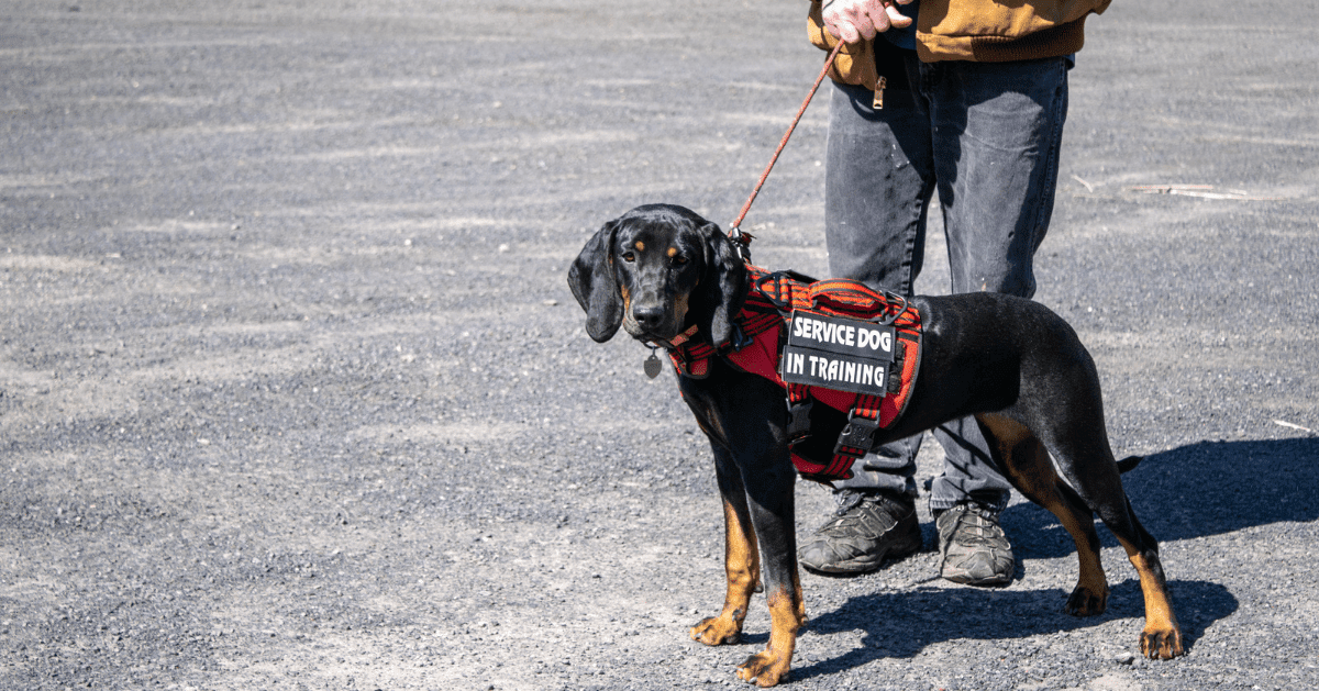 les chiens aident les humains au quotidien