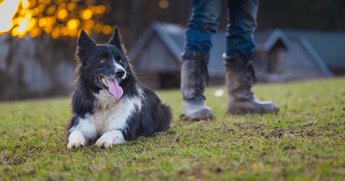 relation unique homme-chien