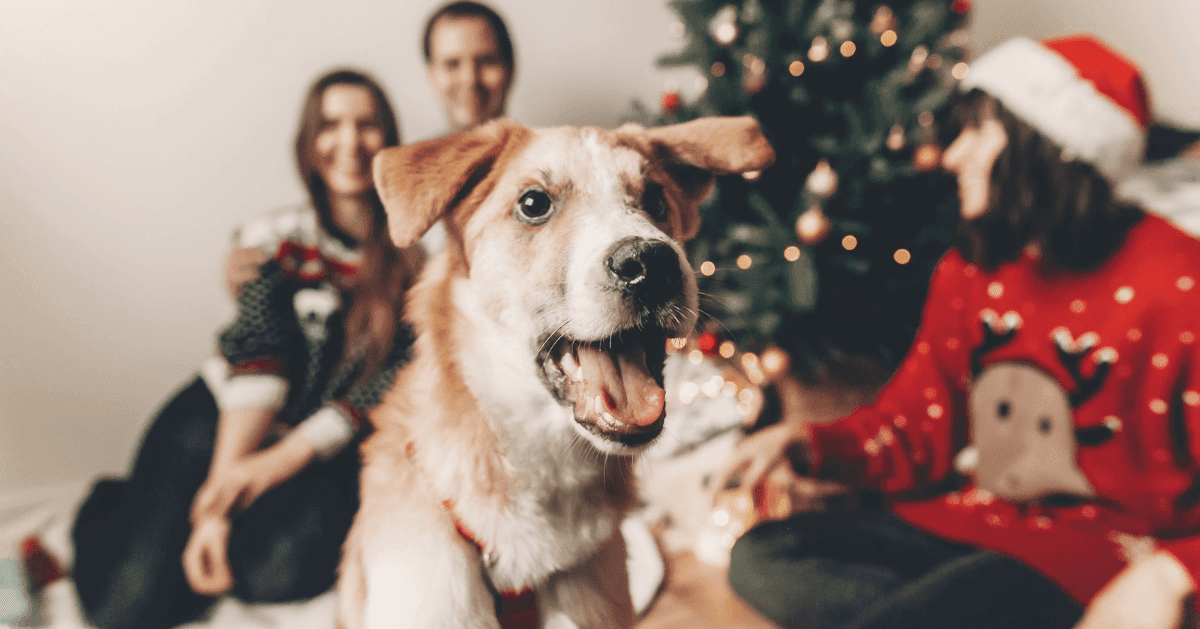ADAPTIL Nov 2021 | How to Dog-Proof Your Christmas Tree