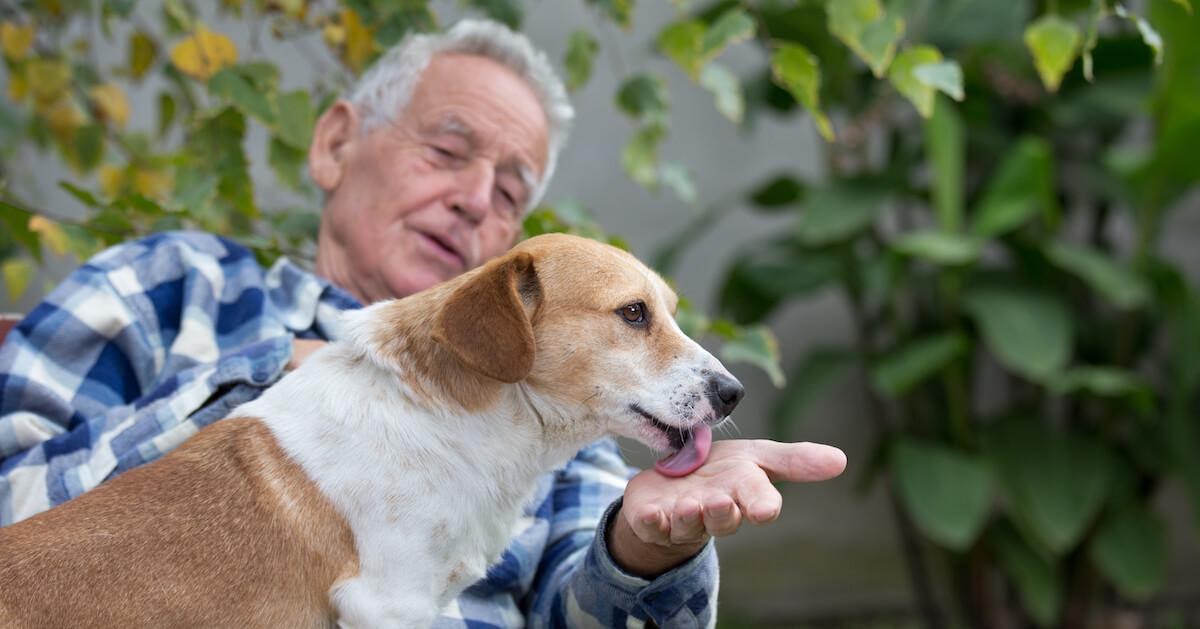 Perché i cani leccano tutto