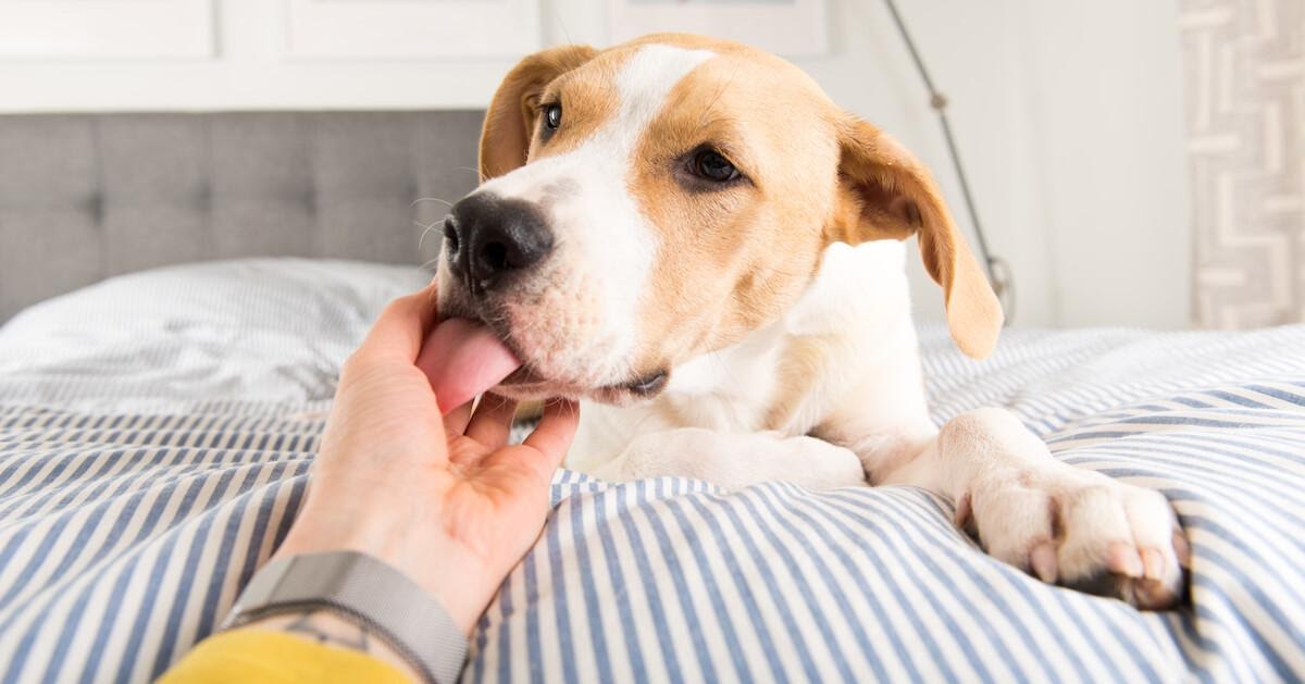 Perché i cani leccano le mani