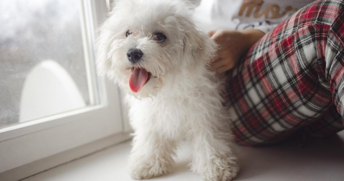 Le razze di cani per allergici